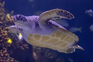 Sea Creature Prints: Graceful Green Sea Turtle Gliding Through Ocean Depths