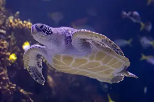 Sea Creature Prints: Graceful Green Sea Turtle Gliding Through Ocean Depths