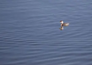 North American Bird Prints: Graceful Horned Grebe (Podiceps auritus) gliding on American waters