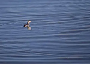 North American Bird Prints: Graceful Horned Grebe (Podiceps auritus) gliding on American waters