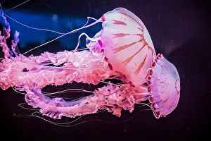 Gliding Prints: Two graceful pink jellyfish in aquarium against dark background