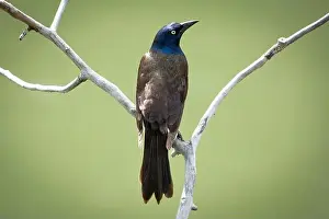 Entertaining Prints: A grackle perched on a branch and the Inglewood Bird Sanctuary in Calgary Alberta Canada