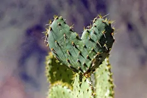 Spine Prints: Grand Canyon National Park Arizona A heart shaped prickly pear cactus in the Grand Canyon