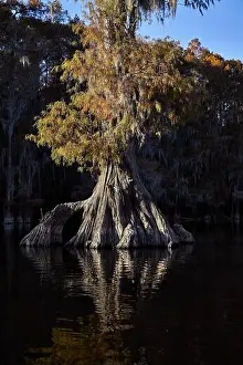 Scenic Beauty Prints: A Grand Cypress tree on Caddo Lake