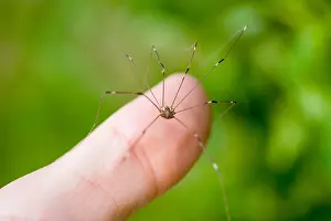 Arachnid Prints: A Grand Daddy Long Leg spider walks along some leaves with green foliage in the background