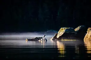 Riviere Prints: Grand Héron, Great Blue Heron, parc du bic, quebec, canada