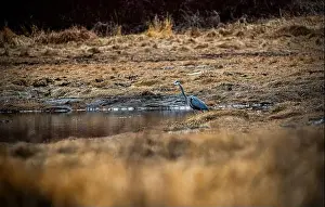 Riviere Prints: Grand Héron, Great Blue Heron, parc du bic, quebec, canada