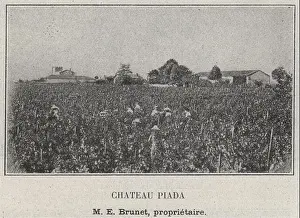 1908 Prints: GRANDS VINS BLANCS. BARSAC. Chateau Piada. Brunet. Bordeaux. SMALL 1908 print