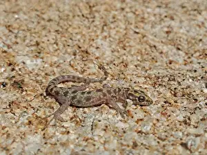 Reptilian Prints: The Granite Night Lizard, Xantusia henshawi, in San Diego County, California, USA