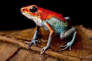 Diurnal Prints: The Granular Poisson Arrow Frog (Oophaga granulifera) is endemic to Costa Rica
