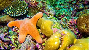 The Nature Conservancy Prints: Granular Sea Star, Choriascer granulatus