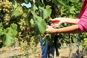 Winery Prints: Grape harvest: Manual harvest of Chardonnay grapes