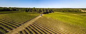 Green Valley Prints: Grape harvesting machine, Aerial view of Wine country harvesting grape with harvester machine