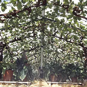 Glass House Prints: Grape vine growing on ceiling of large glasshouse