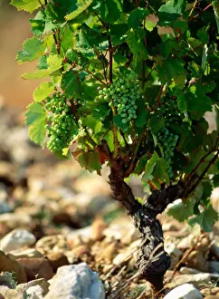 Verticals Prints: Grape vine in rocky soil at vineyard in Chateauneuf du Pape France