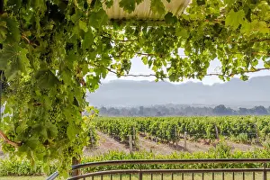 Healthy Home Prints: Grape vine on a roof trellis with verandah and a view over a grape vineyard on a sunny morning in Paarl