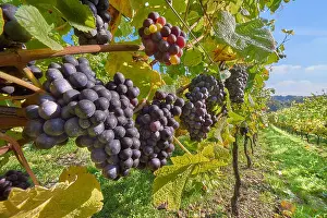 Merlot Prints: Grape vines with ripe black grapes at Wiston Vineyard, Sussex