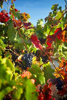 Rhone Prints: grapes on the vine near Seguret, Cotes du Rhone Villages, Rhone Valley, Provence, France