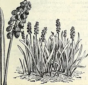 Tips Prints: Graph Hyacinths. Lily of the Valley