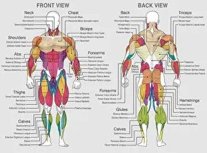 Bodybuilder Prints: The graphic shows the location of the muscles of the human body with their names on a gray background