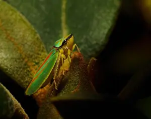Pest Prints: Graphocephala fennahi Rhododendron leafhopper green and orange leafhopper