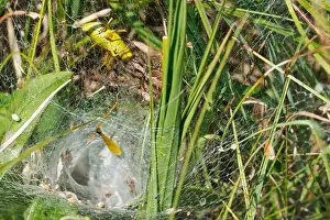 Weaver Prints: grass funnel-weaver, maze spider (Agelena labyrinthica)