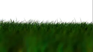 Turf Prints: Grass Isolated, dark green low Angle