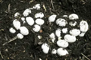 Reptiles Prints: grass snake (Natrix natrix), eggs, Germany