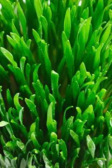 Turf Prints: Grass texture