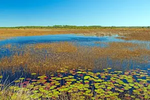 St Marks Prints: Grasses and Lily Pads in a Wildlife Refuge in St Marks National Widlife Refuge in Florida