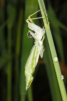 Grasshopper Prints: Grasshopper, Northern Grass Pyrgomorph