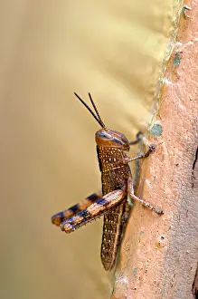 Abdomen Prints: Grasshoppers are a group of insects belonging to the suborder Caelifera