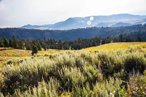 Yellowstone Prints: Grassy hills with forest and distant mountains under a clear sky