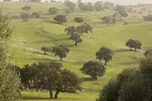 Extremadura Prints: Grassy Holm Oak dehesa in Extremadura, south-west of Caceres, Spain