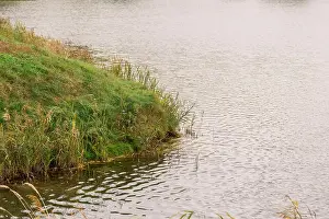 Autumn Leaves Prints: Grassy shore of the lake, on a cloudy day, autumn weather
