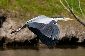 Leaving Prints: Graureiher im Flug Ardea cinerea Grey Heron flying