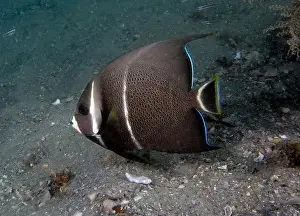 Sea Fish Prints: A Gray Angelfish (Pomacanthus arcuatus) in the sub-adult phase in Florida, USA