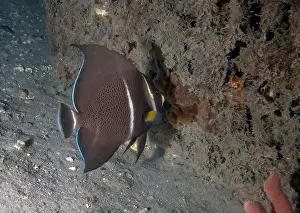 Sea Fish Prints: A Gray Angelfish (Pomacanthus arcuatus) in the sub-adult phase in Florida, USA