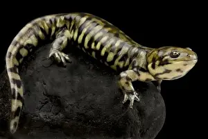 Sideview Prints: Gray barred tiger salamander (Ambystoma maevortium diabolo)