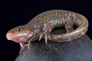 Salamander Prints: Gray barred tiger salamander, Ambystoma mavortium diaboli