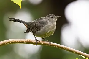 The Nut House Prints: gray catbird (Dumetella carolinensis)