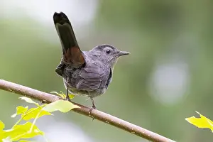 The Nut House Prints: gray catbird (Dumetella carolinensis)