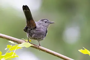 The Nut House Prints: gray catbird (Dumetella carolinensis)