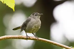 gray catbird (Dumetella carolinensis)