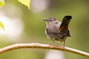 The Nut House Prints: gray catbird (Dumetella carolinensis)
