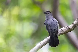 Song Bird Prints: gray catbird singing in spring