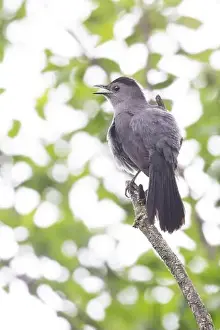Song Bird Prints: gray catbird singing in spring