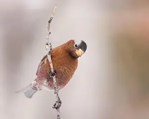 Finch Prints: A Gray-crowned Rosy-finch grips tightly to a branch