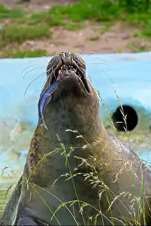 Arctic Animals Prints: A gray, grey, seal catching a fish in a blue murky water pool