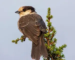 Pine Tree Prints: Gray Jay perched on a pine tree